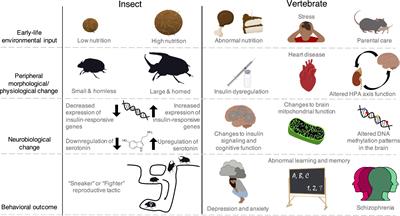 Insects Provide Unique Systems to Investigate How Early-Life Experience Alters the Brain and Behavior